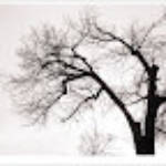 Clic clac foto! &raquo; BONES FESTES