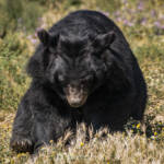 SantiMB Photos &raquo; Un oso sigiloso