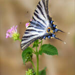 Martin Gallego &raquo; Iphiclides podalirius, papallona zebrada.