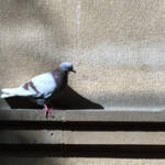El diletant perplex &raquo; colom solitari