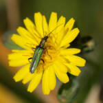Miguelemele &raquo; Verde sobre amarillo