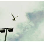 Clic clac foto! &raquo; LA FUGIDA