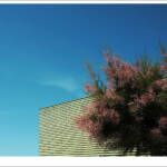 Clic clac foto! &raquo; DARRERE DEL TAMARIU