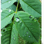 Clic clac foto! &raquo; DESPRÉS DE LA PLUJA (1/6)
