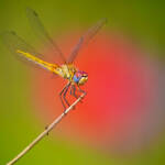 Martin Gallego » Sympetrum fonscolombii, és temps de libèl·lules!