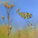 Martin Gallego &raquo; Nemoptera bipennis