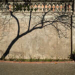 El diletant perplex &raquo; la intuïció d’un arbre