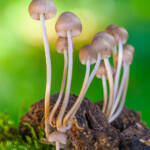 Martin Gallego &raquo; Mycena sp.