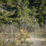 SantiMB Photos &raquo; Guardia de honor