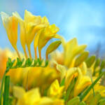 Martin Gallego &raquo; Flors de Freesia refracta, crec.