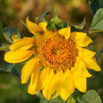 Miguelemele » Girasol