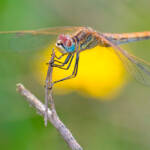 Martin Gallego » Sympetrum fonscolombii femella, pixaví nervat.