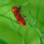 Miguelemele » Equilibrista