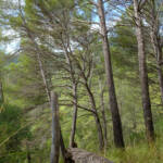 justPictures &raquo; Mancor de la Vall (#6903)