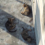 En un pálpito de retina &raquo; El flautista de Hamelín