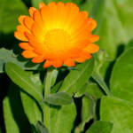 Miguelemele &raquo; Sol radiante vegetal