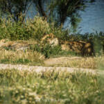 SantiMB Photos &raquo; El rey a la sombra