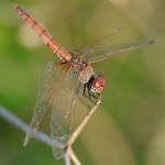 Miguelemele &raquo; Parada discrecional