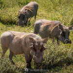 SantiMB Photos &raquo; Fealdad con oficio
