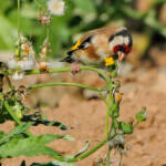 Miguelemele &raquo; Tragón