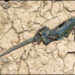 MinimalAbstract &raquo; Death Valley