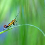 Martin Gallego » Panorpa communis, mosca escorpí