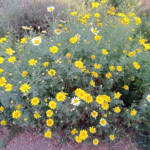 Lumen imago &raquo; Margaritas