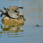 Miguelemele » Otro más noooo