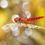 Martin Gallego &raquo; Libèl·lula Crocothemis erythraea mascle, en català sagnador escarlata.