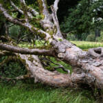 El diletant perplex » resiliència