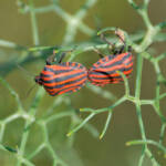 Miguelemele &raquo; Rayas y truenas