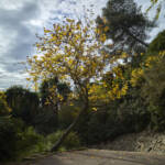 El diletant perplex &raquo; elogi de la impermanència