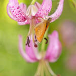 Martin Gallego » Papallona Ochlodes sylvanus, dard ros, sobre flors de Lilium martagon.