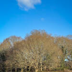 Toni &raquo; Common_02