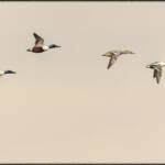 MinimalAbstract &raquo; 6 patos en vuelo