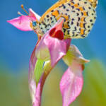 Martin Gallego &raquo; Papallona Melitaea didyma sobre flors d'orquídia silvestre Serapias lingua.