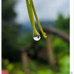 Clic clac foto! &raquo; DESPRÉS DE LA PLUJA (6/6)