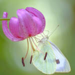 Martin Gallego &raquo; Papallona Pieris rapae, crec, sobre flor de Lilium martagon, marcólic.