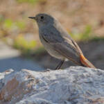 Miguelemele &raquo; En la piedra