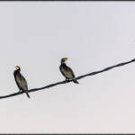 MinimalAbstract &raquo; Five guys