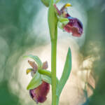 Martin Gallego » Ophrys sphegodes sub. passionis