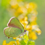 Martin Gallego &raquo; Callophrys rubi, verdeta d'ull blanc