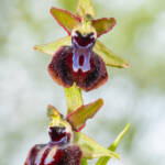 Martin Gallego » Ophrys incubacea, orquídia silvestre.