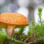 Martin Gallego » Leccinum extremiorientale