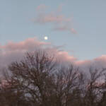 Generació...(imatges latents) &raquo; martinet de nit, cormorans i lluna