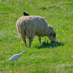 Miguelemele &raquo; Ovina con y sin compañía