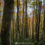 SantiMB Photos » Pel Camí de Vidabona