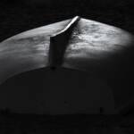 Martin Gallego &raquo; La barca.