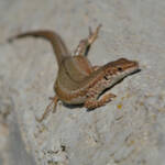 Miguelemele » Reptiliana