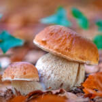Martin Gallego » Boletus edulis, cep.